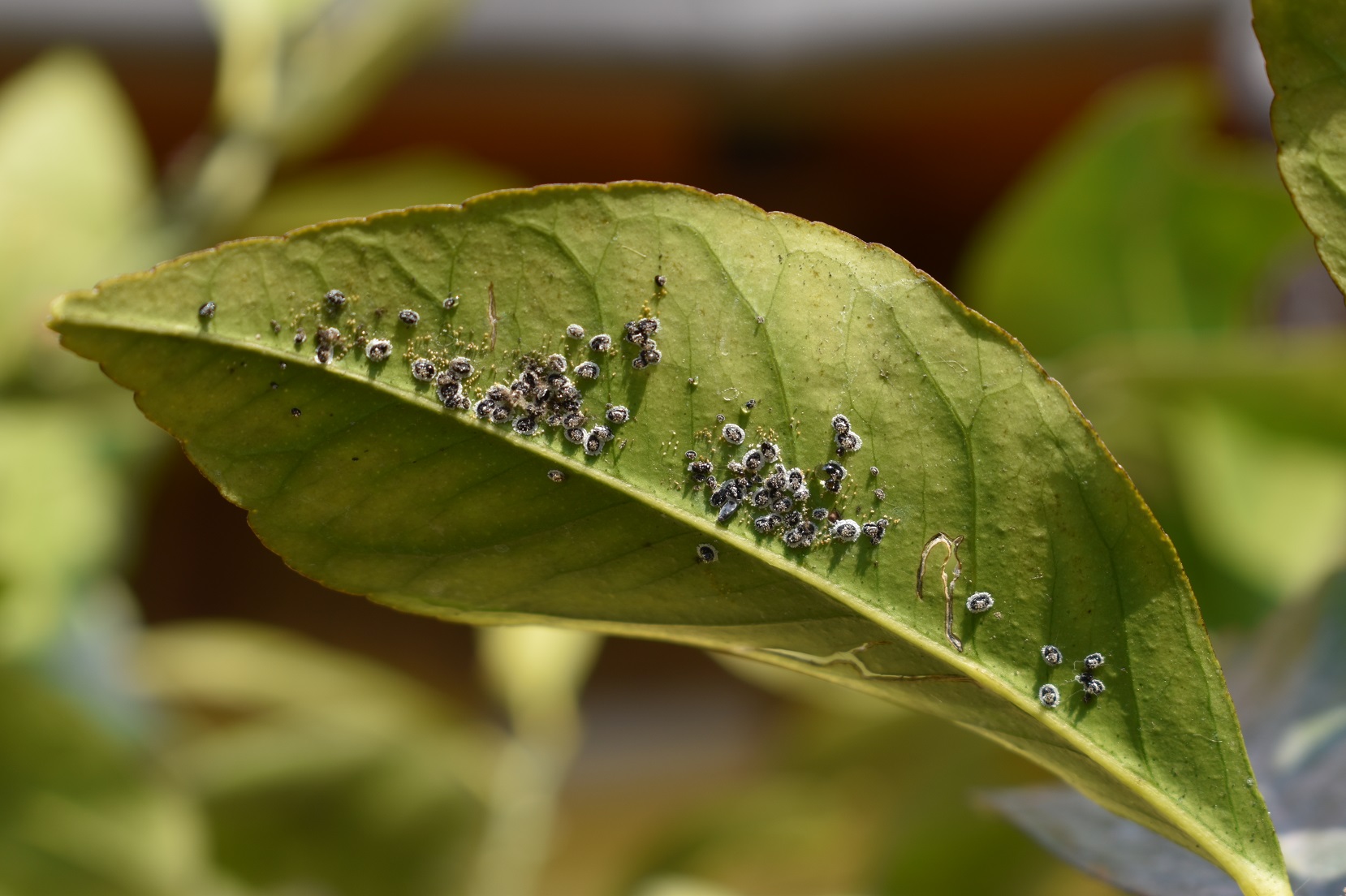 Aleurocanthus spiniferus