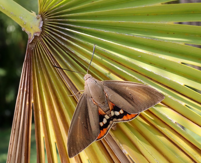 Farfalla delle palme