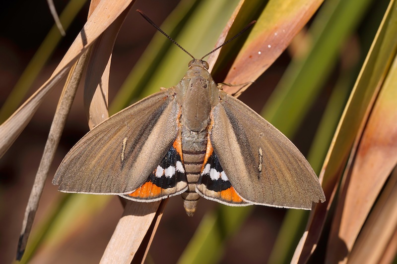 The palm tree butterfly , Paysandisia archon is a fast spreading, introduced, pest species From Uruguya and Argentina that attacks palm trees